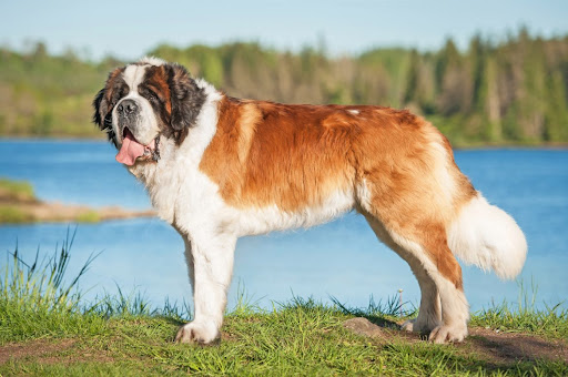 Saint-bernard